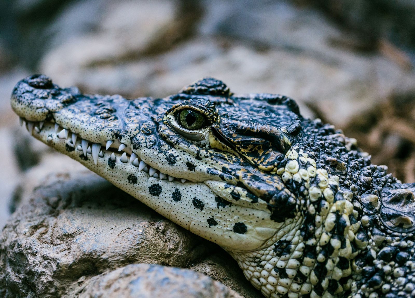Exotic leather texture close-up